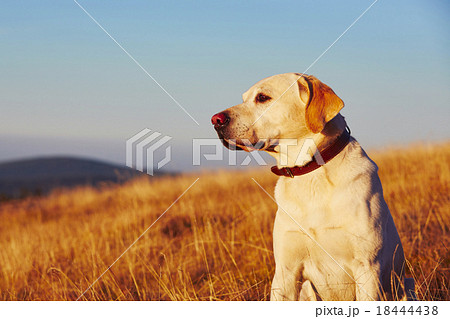 Dog at the sunset Dog at the sunset 18444438