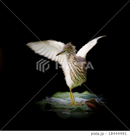Chinese Pond Heron 18444491