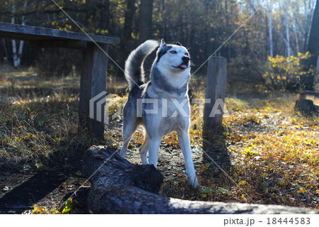 Beautiful Siberian Husky in the golden autumn fore 18444583