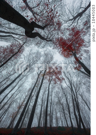 Mighty trees standing in the enchanted forest 18445083