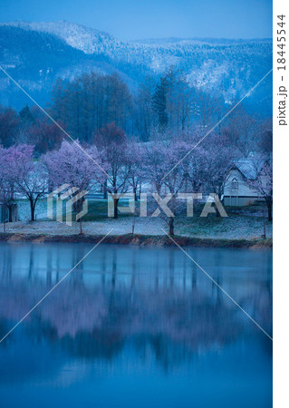 桜と雪 18445544