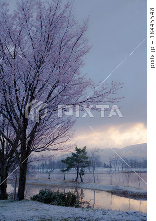 桜と雪 18445548