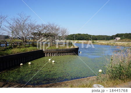 守谷沼の景色 18445768