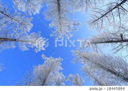 樹氷の落葉松林 18445864