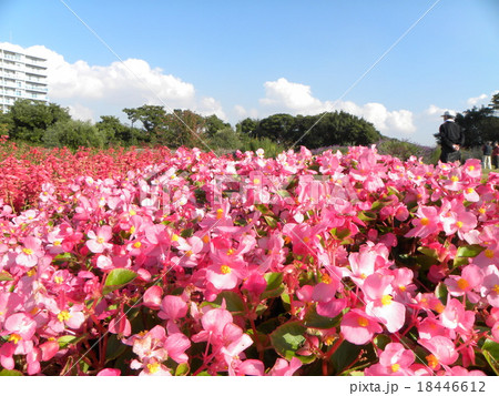 一面桃色のベコニアの花 18446612