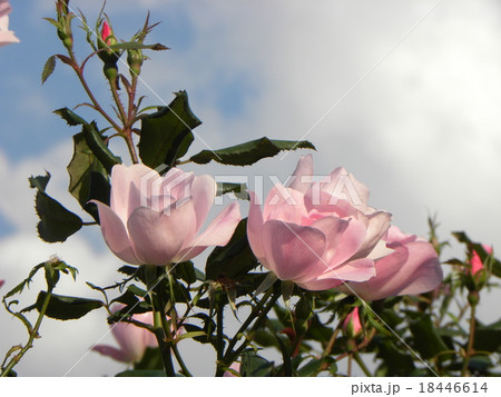 桃色のバラの花 桃色のバラの花 18446614