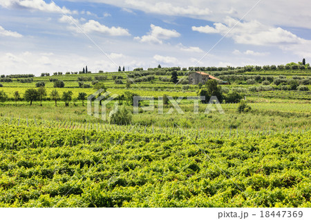 Green vineyard under blue sky 18447369