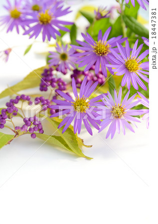 紫の花と実 紫の花と実 18447381