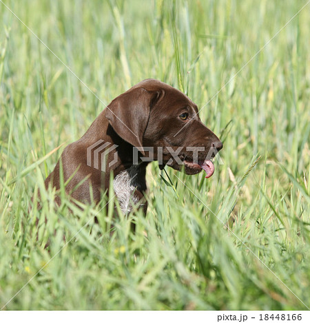 Beautiful puppy od German Shorthaired Pointer 18448166
