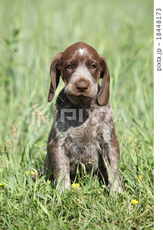 Beautiful puppy od German Shorthaired Pointer 18448173