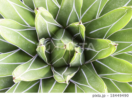 cactus 18449490