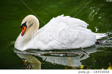 Mute swan (Cygnus olor). Close ups in his pond. Mute swan (Cygnus olor). Close ups in his pond. 18450008