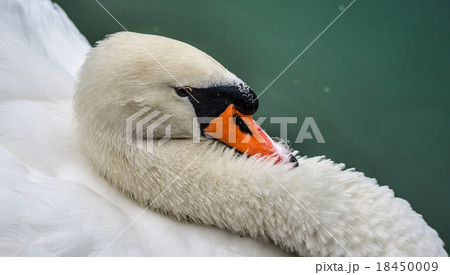 Mute swan (Cygnus olor). Close ups in his pond. Mute swan (Cygnus olor). Close ups in his pond. 18450009