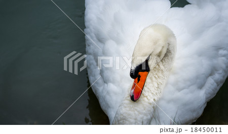 Mute swan (Cygnus olor). Close ups in his pond. Mute swan (Cygnus olor). Close ups in his pond. 18450011