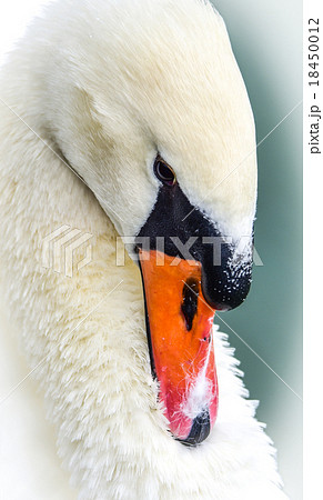 Mute swan (Cygnus olor). Close ups in his pond. Mute swan (Cygnus olor). Close ups in his pond. 18450012