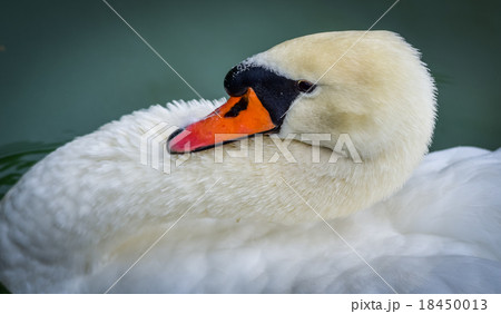 Mute swan (Cygnus olor). Close ups in his pond. Mute swan (Cygnus olor). Close ups in his pond. 18450013