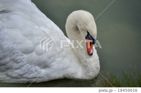 Mute swan (Cygnus olor). Close ups in his pond. Mute swan (Cygnus olor). Close ups in his pond. 18450016