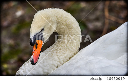 Mute swan (Cygnus olor). Close ups in his pond. Mute swan (Cygnus olor). Close ups in his pond. 18450019