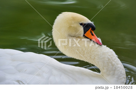 Mute swan (Cygnus olor). Close ups in his pond. Mute swan (Cygnus olor). Close ups in his pond. 18450028