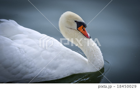 Mute swan (Cygnus olor). Close ups in his pond. Mute swan (Cygnus olor). Close ups in his pond. 18450029