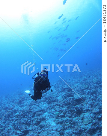パラオの海でのダイビング風景 パラオの海でのダイビング風景 18451373