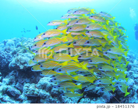 パラオの海に群れるヨスジフエダイ 18451376