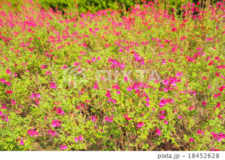 秋の花壇 チェリーセージの花の写真素材