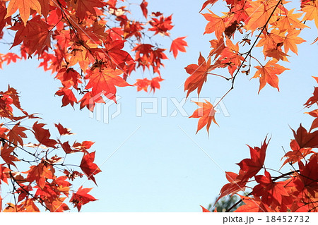 紅葉を見上げる 18452732