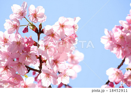 陽光桜 陽光桜 18452911