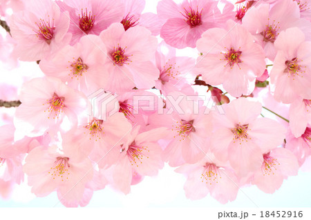 陽光桜 18452916