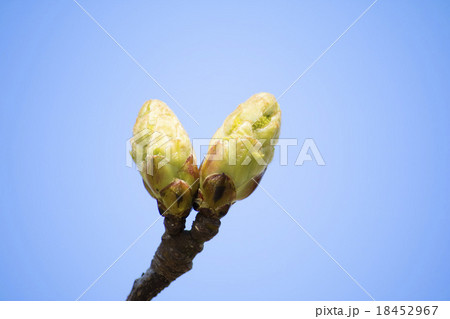 アメリカフウの新芽 18452967