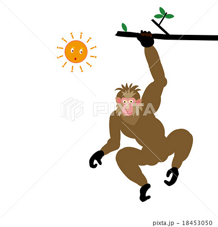 松の木にぶら下がる茶色の男らしい猿のイラストのイラスト素材