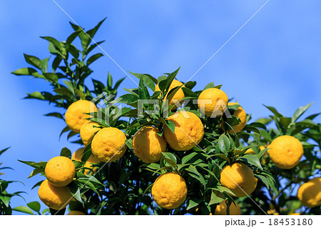 柚子畑 18453180
