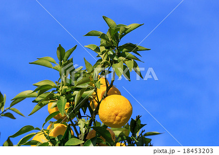 柚子畑 18453203