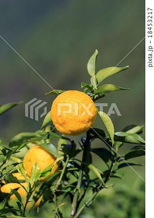 柚子畑 18453217