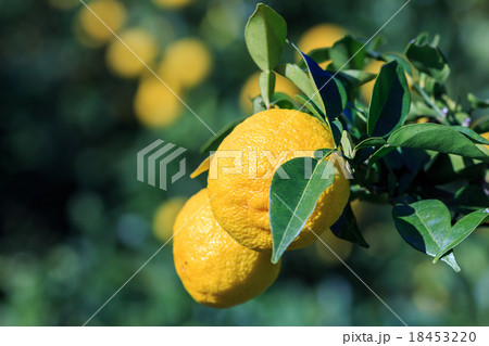 柚子畑 18453220
