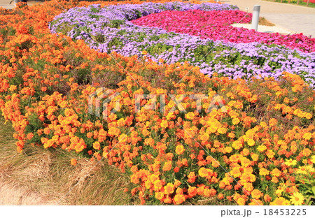 秋の花壇　マリーゴールドの花 18453225