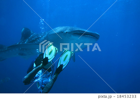 ジンベイザメとダイバー 18453233