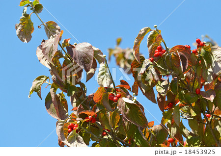 ハナミズキの実 18453925