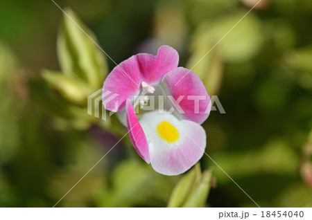 トレニア トレニア 18454040