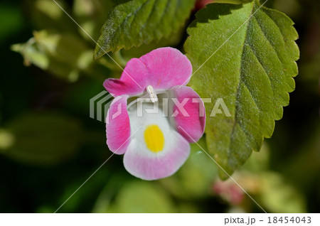 トレニア トレニア 18454043