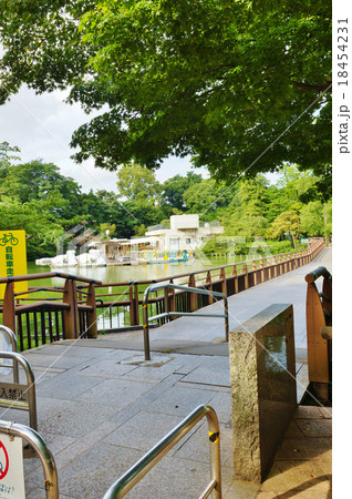 東京観光スポット桜スポット・井の頭恩賜公園の七井橋北側袂からの橋を見渡す・縦位置 東京観光スポット桜スポット・井の頭恩賜公園の七井橋北側袂からの橋を見渡す・縦位置 18454231