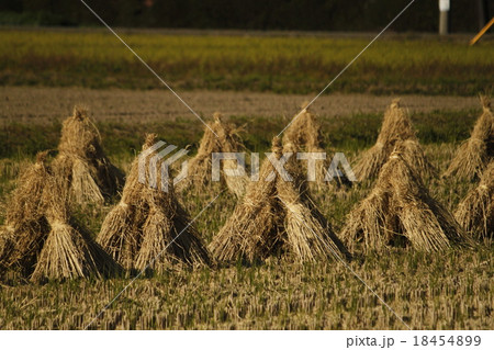 ワラぼっち 18454899