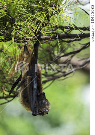沖縄のオオコウモリ の写真素材