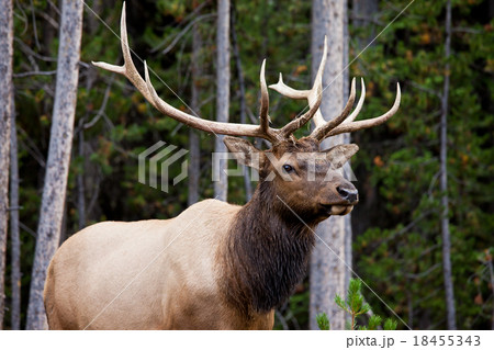 エルク 18455343