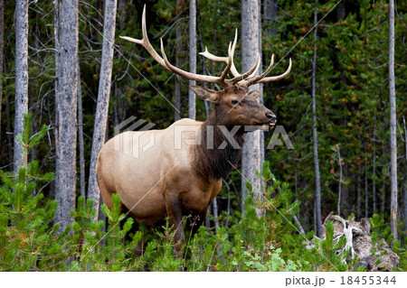 エルク エルク 18455344