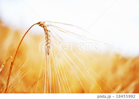wheat field 18455992