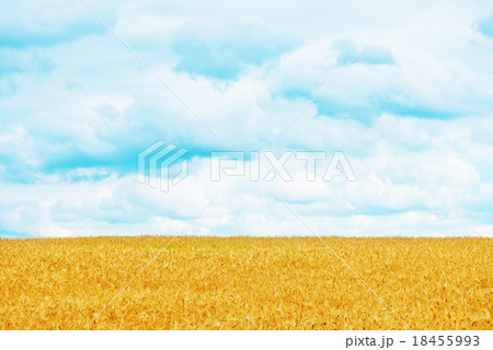wheat field 18455993