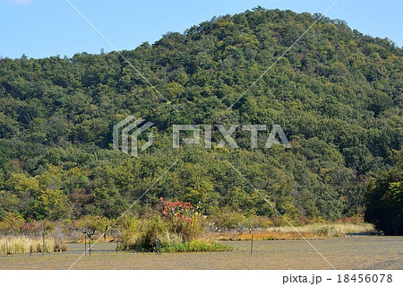 初秋の深泥池 18456078