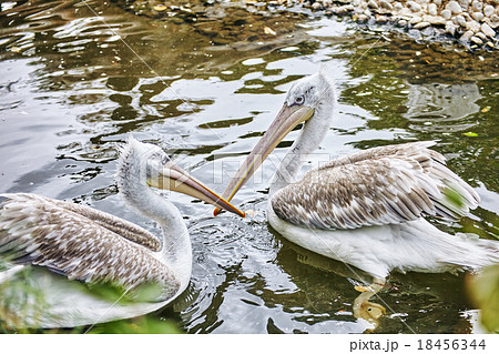 Couple Grey-White Pelican in nature 18456344